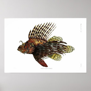 Póster Vintage Lionfish