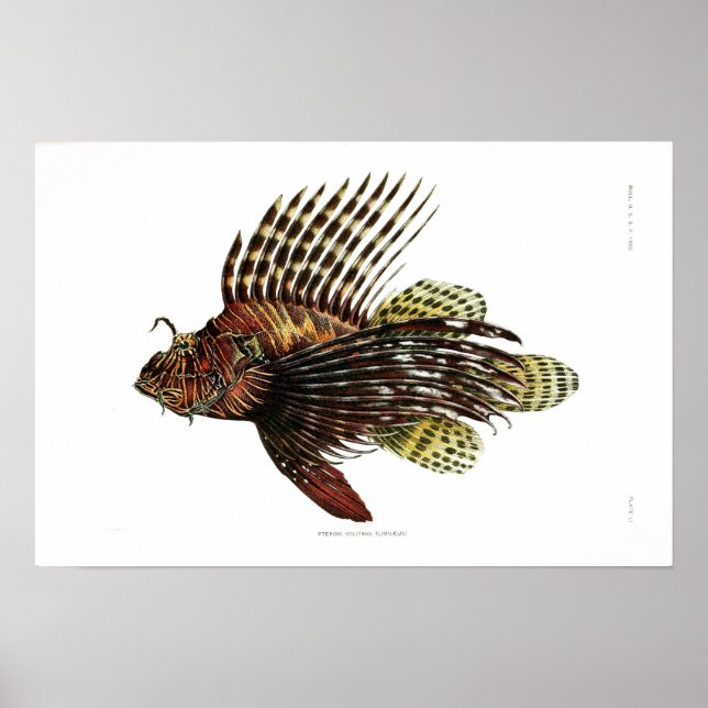 Póster Vintage Lionfish (Frente)
