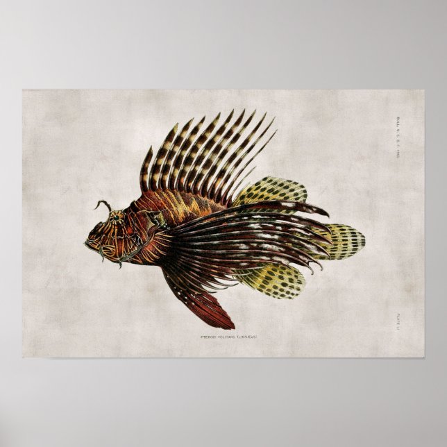 Póster Vintage Lionfish (Frente)