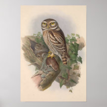 Vintage Little Owl Bird GC