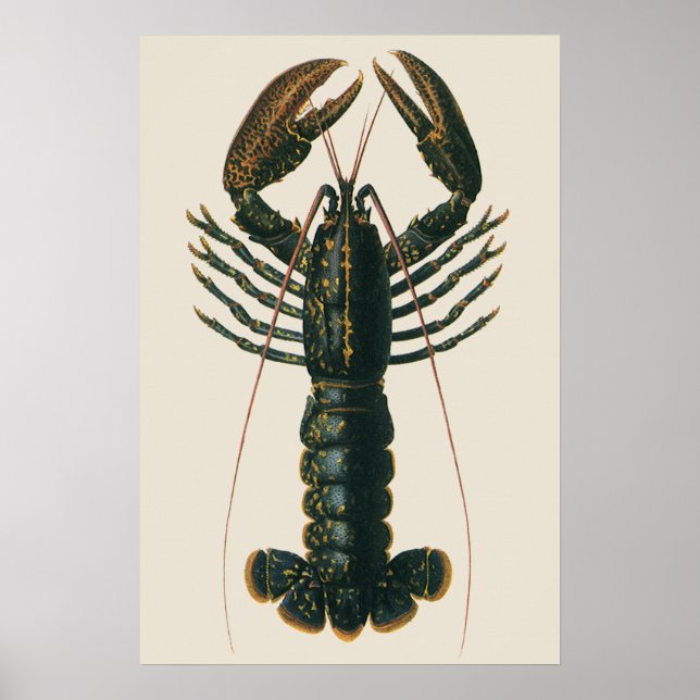 Póster Vintage Lobster, Marine Ocean Life Crustacean (Frente)