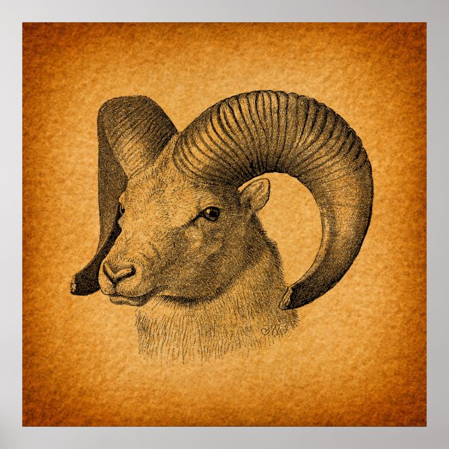 Póster Vintage Longhorn Sheep Antiguo Naranja Rústico (Frente)
