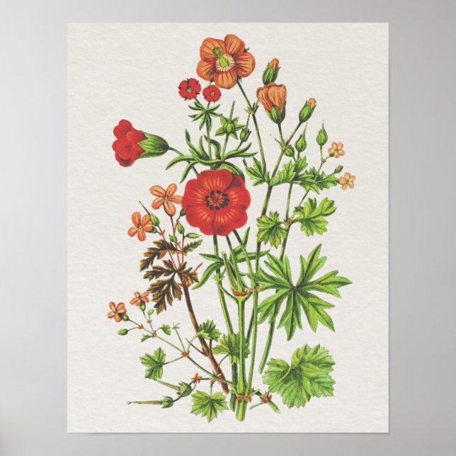 Póster Vintage Look Botanical Cranesbill Floral (Frente)