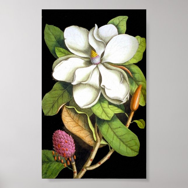 Póster Vintage Magnolia Botanical (Frente)