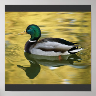 Póster Vintage Mallard Duck Art Print Poster