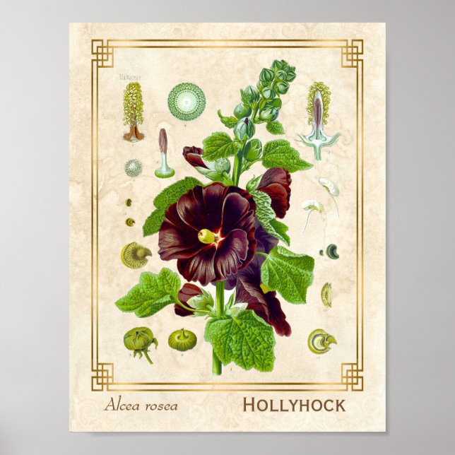 Póster Vintage Medicant Purple Hollyhock Flor (Frente)