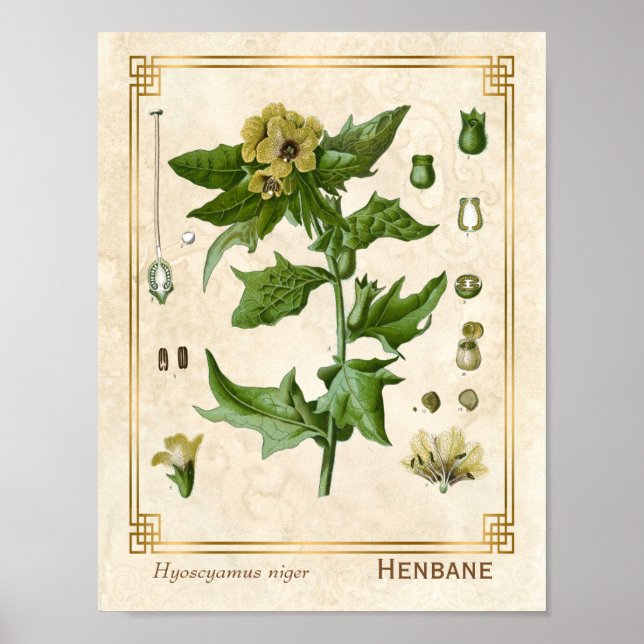 Póster Vintage Medicinal Henbane Herb Botánico (Frente)