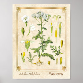 Póster Vintage Medicinal Herb Yarrow Flower Botánica