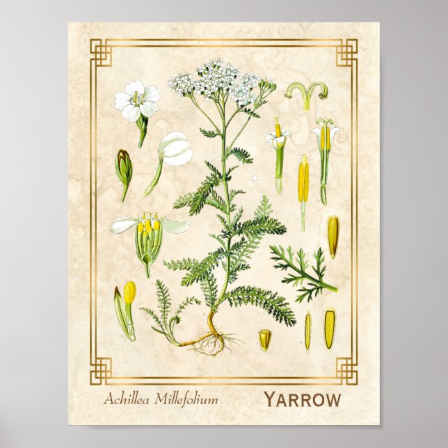 Póster Vintage Medicinal Herb Yarrow Flower Botánica (Frente)