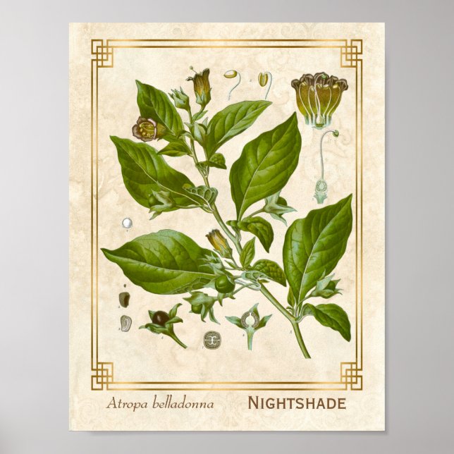 Póster Vintage Medicinal Nightshade Belladonna Herb (Frente)