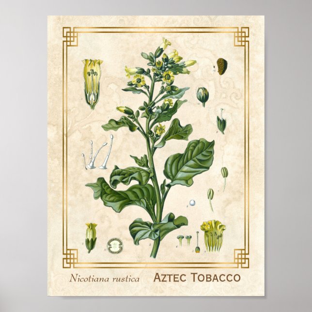 Póster Vintage Medicinal Plant Aztec Tabaco Botánico (Frente)