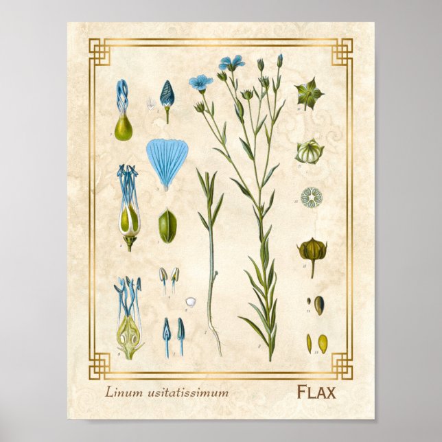 Póster Vintage Medicinal Plant Flax Linsemilla Botánica (Frente)