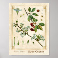 Vintage Medicinal Plant Red Cherry Botanical