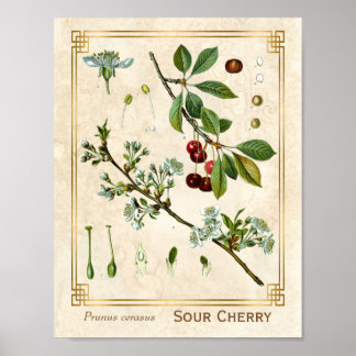 Póster Vintage Medicinal Plant Red Cherry Botanical