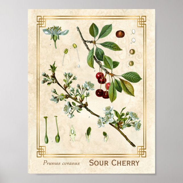 Póster Vintage Medicinal Plant Red Cherry Botanical (Frente)