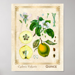 Póster Vintage Medicinal Quince Fruta Botánica