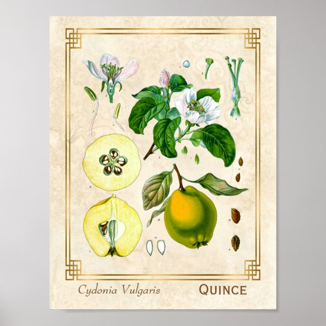 Póster Vintage Medicinal Quince Fruta Botánica (Frente)