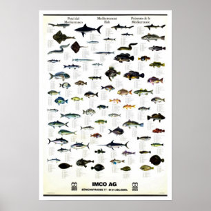 Póster Vintage mediterráneo Repro de los pescados.