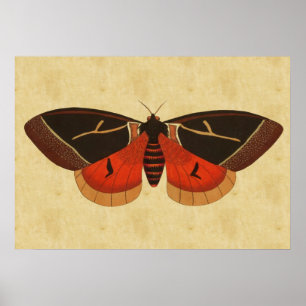 Póster Vintage Moth