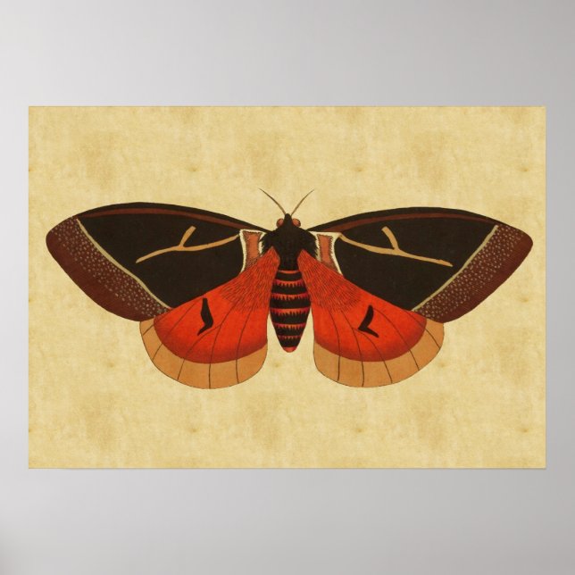 Póster Vintage Moth (Frente)