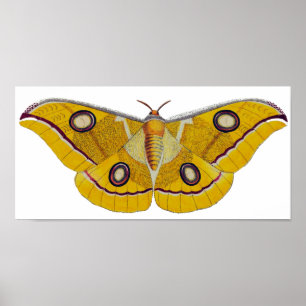 Póster Vintage Moth