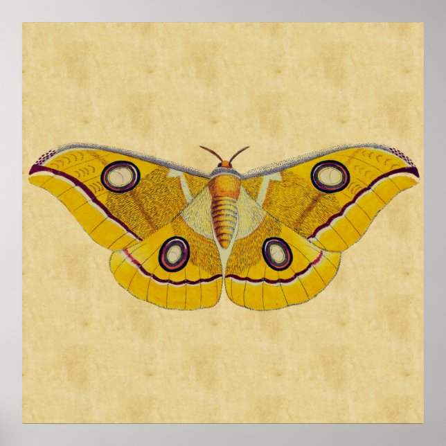 Póster Vintage Moth (Frente)
