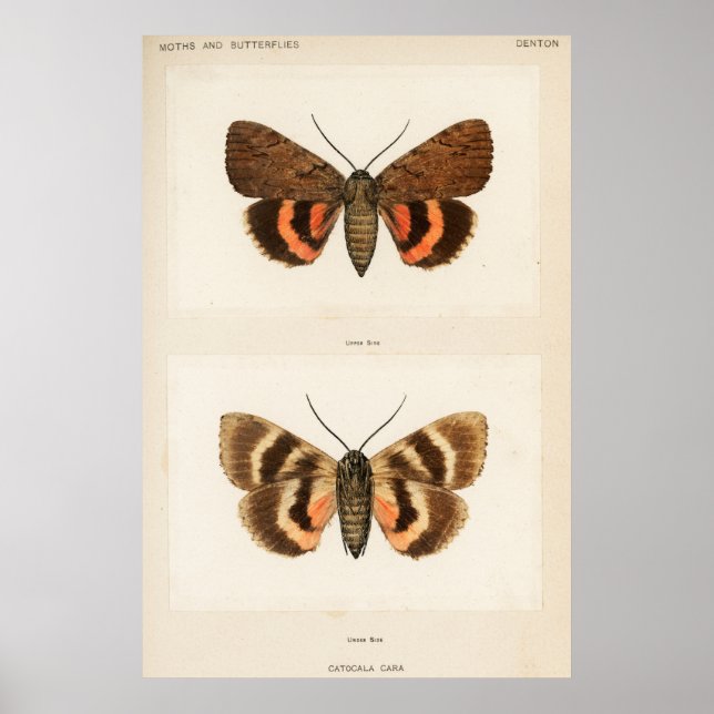 Póster Vintage Moth Illustration (Frente)