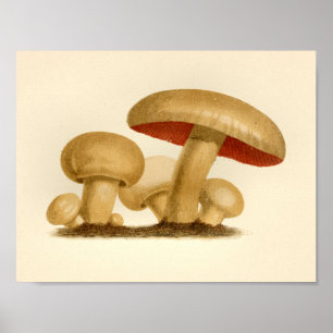 Póster Vintage Mushroom 1861 Art Print Yellow Red