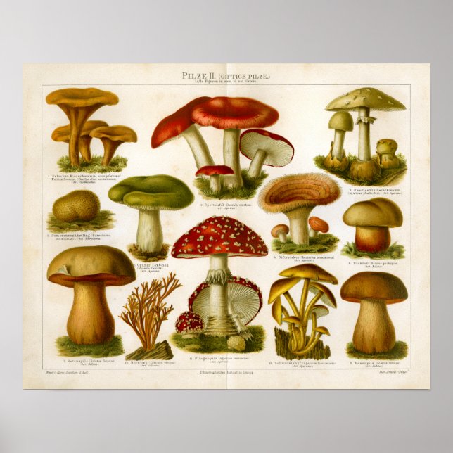 Póster Vintage Mushroom Pilze Variedad Verde Rojo (Frente)