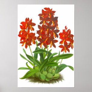 Póster Vintage Naranja Flor Orquídea Roja
