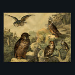 Póster Vintage Nature's Wonders Owls en Forest Art Deco<br><div class="desc">Imagen de la Enciclopedia Infantil Alemana del Libro de Aves Circa 1878. Una perfecta obra de arte mural decorada en casa para los amantes de la temporada de otoño o de las lechuzas. Esta obra de arte se vería genial si estuviera enmarcada en casa, oficina, bar, cafetería, pub o restaurante....</div>