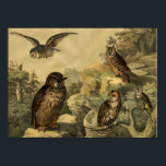 Póster Vintage Nature's Wonders Owls en Forest Art Deco<br><div class="desc">Imagen de la Enciclopedia Infantil Alemana del Libro de Aves Circa 1878. Una perfecta obra de arte mural decorada en casa para los amantes de la temporada de otoño o de las lechuzas. Esta obra de arte se vería genial si estuviera enmarcada en casa, oficina, bar, cafetería, pub o restaurante....</div>