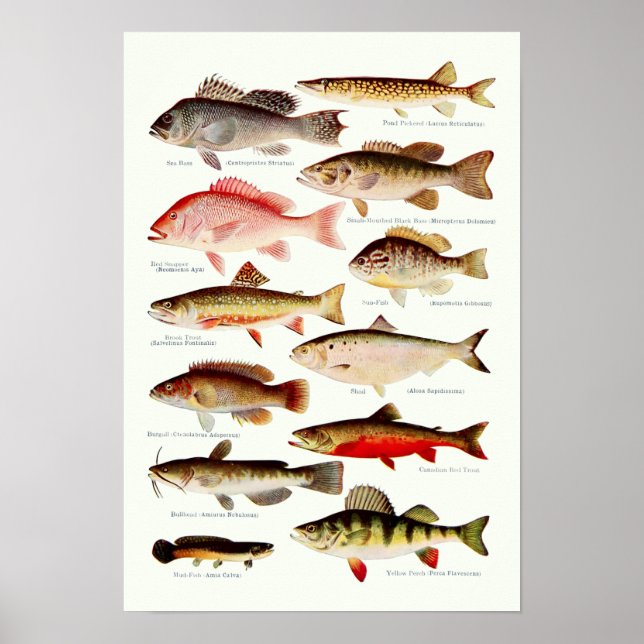 Póster Vintage North American Fish (Frente)