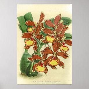 Póster Vintage Odontoglossum Orquídea