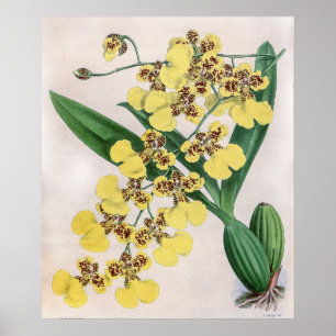 Póster Vintage Oncidium Marshallianum Orquid Flower