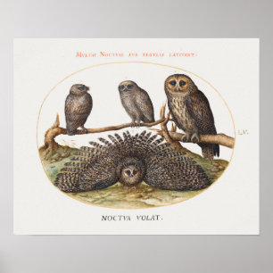 Póster Vintage Owl Illustration Poster