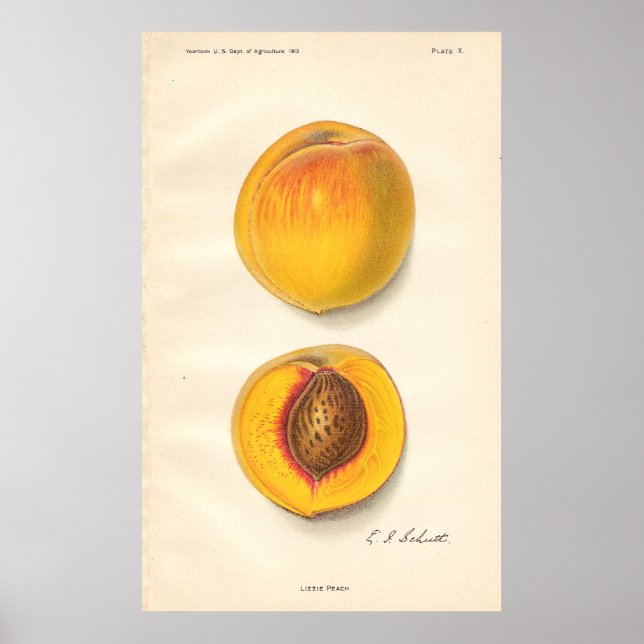 Póster Vintage Peaches Poster (Frente)