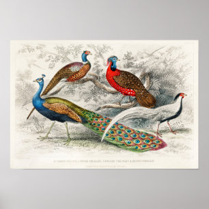 Póster Vintage Peacock Illustration