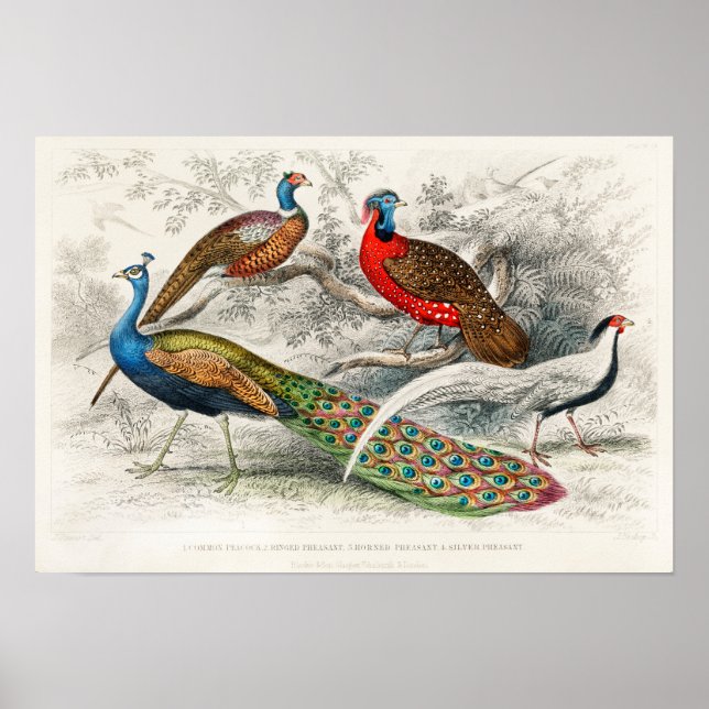 Póster Vintage Peacock Illustration (Frente)
