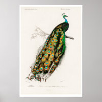 VINTAGE PEAFOWL ILUSTRACION POSTER