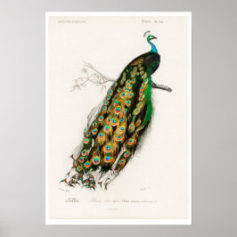 PÓSTER VINTAGE PEAFOWL ILUSTRACION POSTER