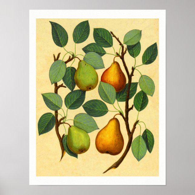 Póster Vintage Pears v.2 (Frente)