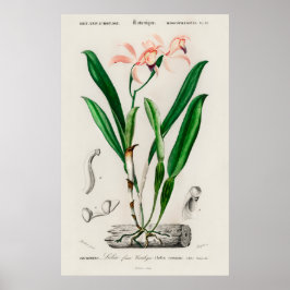 Póster Vintage Pink Cattleya Orchid Botanical Print