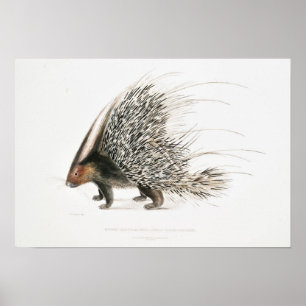 Póster Vintage Porcupine