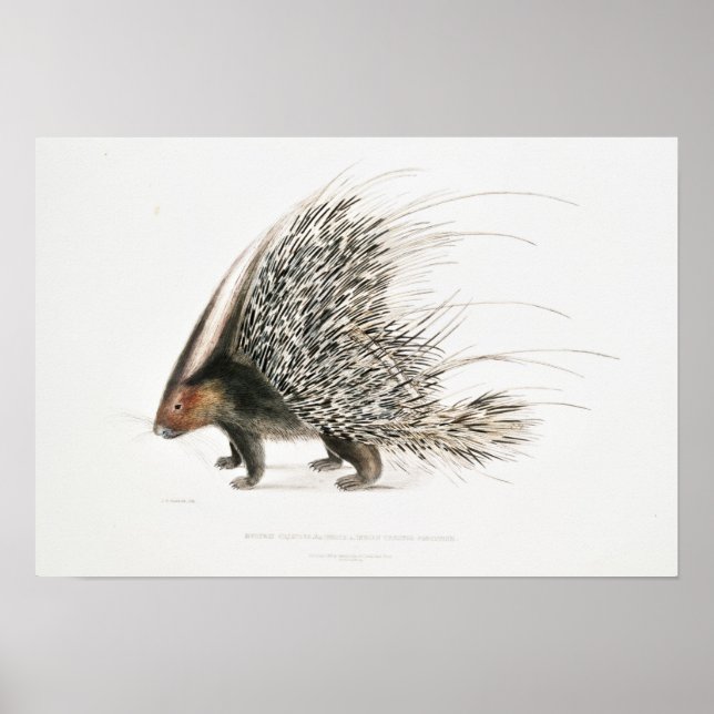 Póster Vintage Porcupine (Frente)