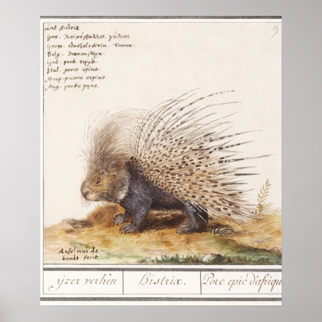 Póster Vintage Porcupine (Frente)