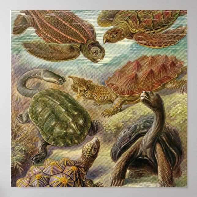 Póster Vintage Poster (Frente)