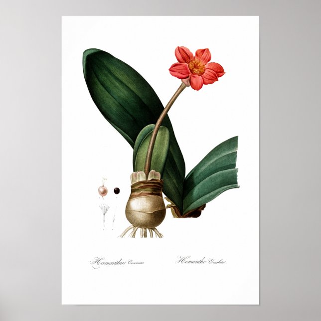 PÓSTER VINTAGE POSTER DE LÍMITES DE SANGRE BOTÁNICA (Frente)