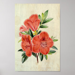 Póster Vintage Presidente Botánico Azalea