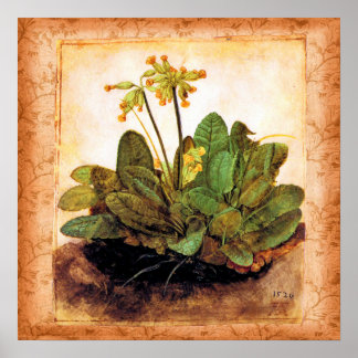 Póster Vintage Primrose Flower